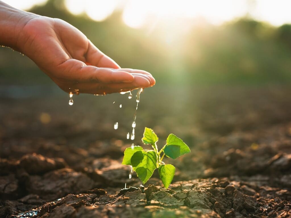 mano echando agua a una planta en un terreno seco